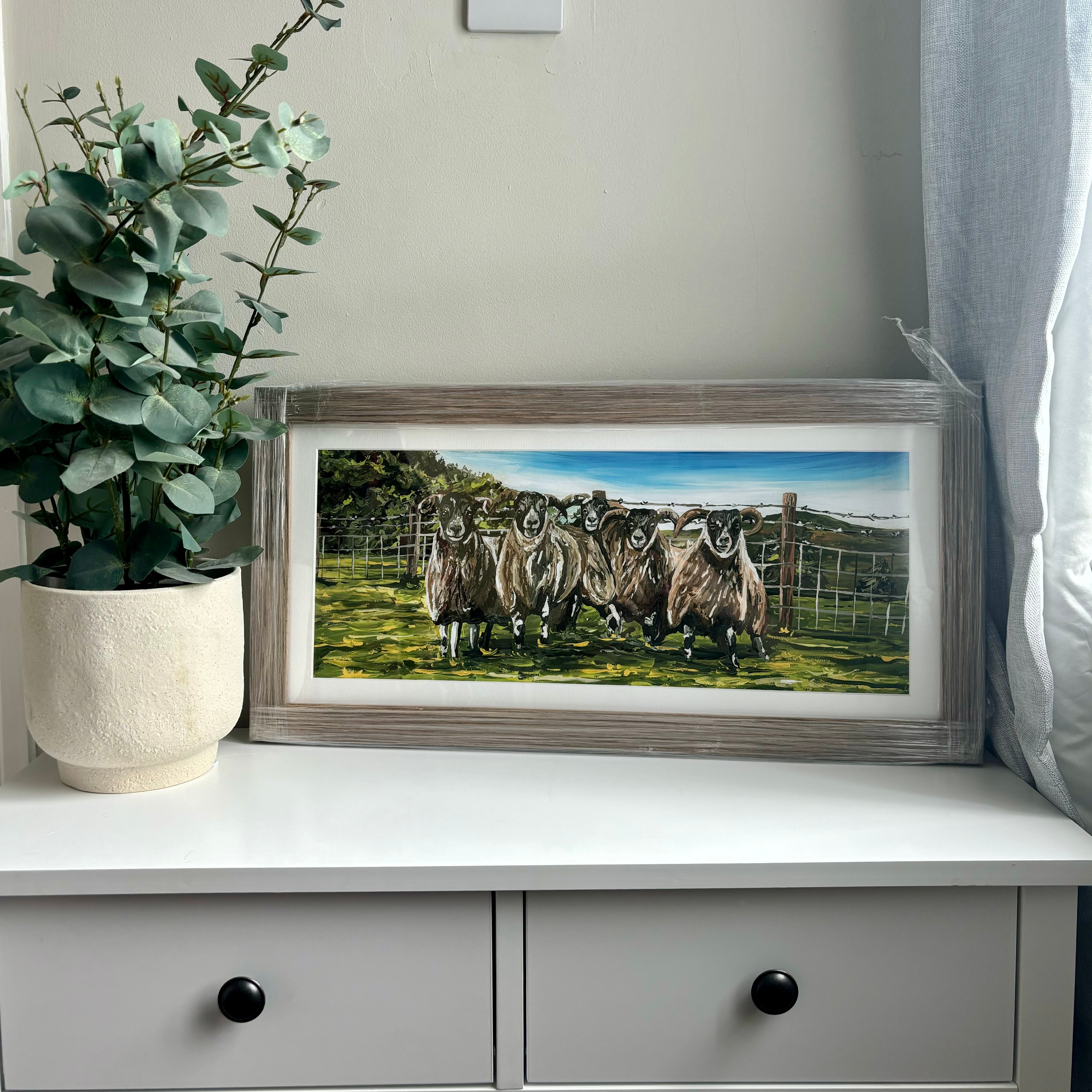 Framed Scottish Blackface Sheep Print